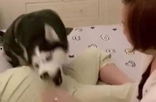 哈哥被爆料视频大全集在线观看,揭秘网络红人背后的真相