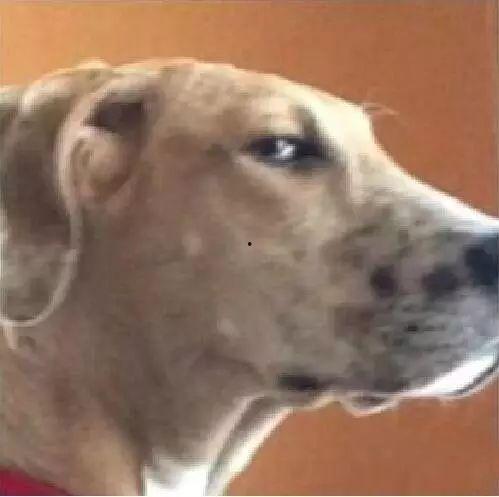 被虐单身狗视频,揭秘被虐单身狗的辛酸历程