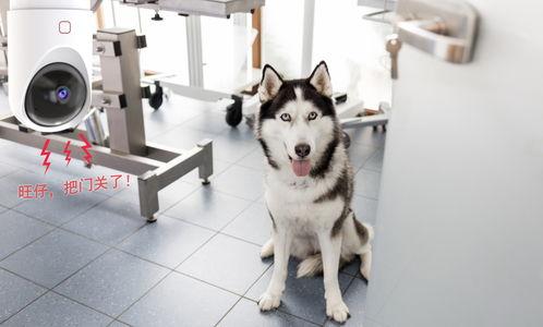 韩国哈士奇爆料视频大全,萌宠日常大揭秘