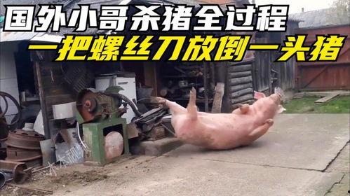 国外杀猪视频全过程,血腥画面令人触目惊心
