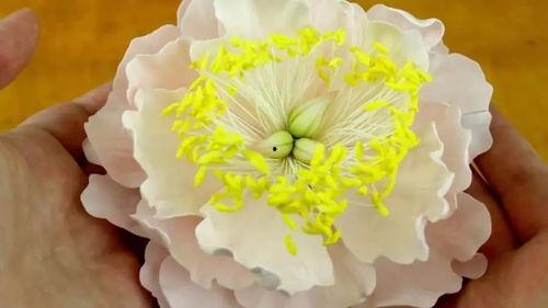 色牡丹免费视频在线观看,在线观看无拘无束